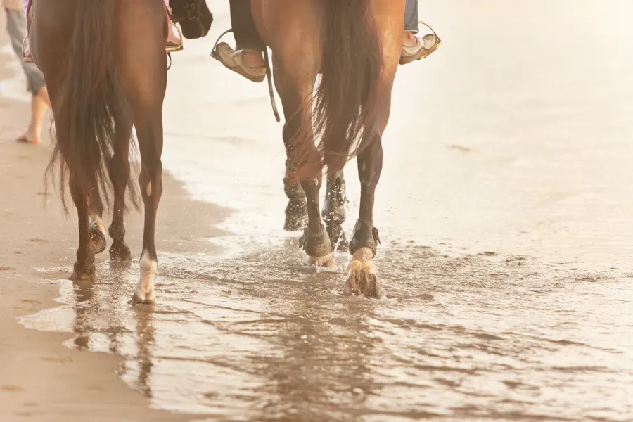 Caballos caminando en aguas poco profundas