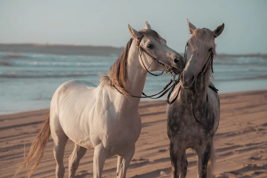Dos caballos juntos en la playa