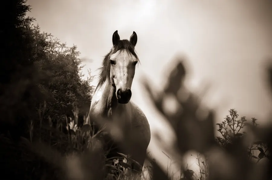 Un caballo blanco entre los arbustos